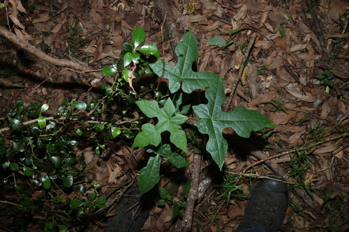Brachychiton discolor