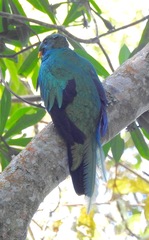 Pharomachrus fulgidus