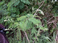 Senegalia bonariensis