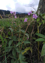 Chaetogastra gracilis