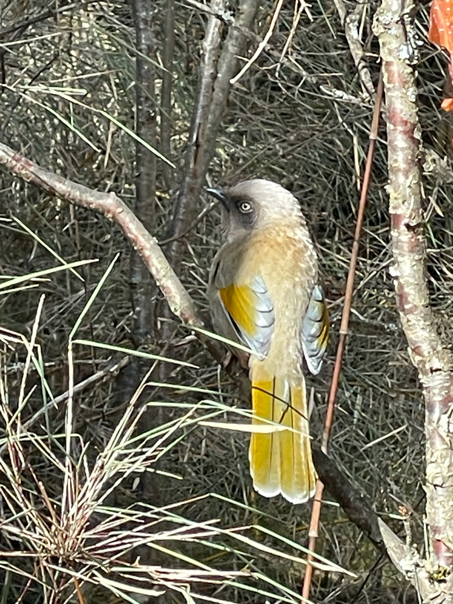 Elliot's Laughingthrush (Trochalopteron elliotii), photo 2
