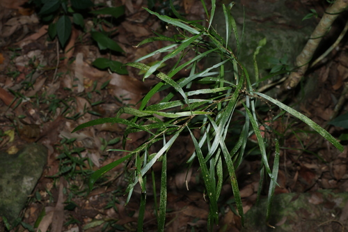 Maiden's Wattle (Acacia maidenii)