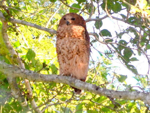 iNaturalist image