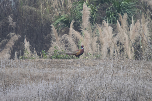 Ring-necked Pheasant