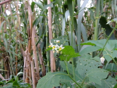 Solanum pilcomayense