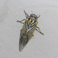Okanagana synodica