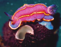 Aplysilla polyraphis