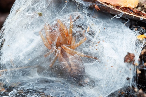 Bark Sac Spider, Nottinghamshire, UK, photo 7 of 10