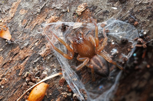 Bark Sac Spider, Nottinghamshire, UK, photo 3 of 10