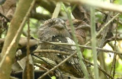 Batrachostomus moniliger