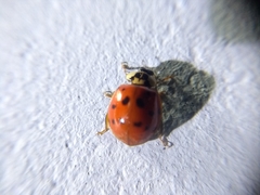 Harmonia axyridis