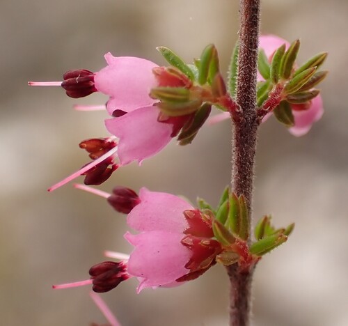Rednut Heath (Erica anguligera)