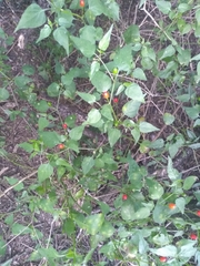 Capsicum chacoense