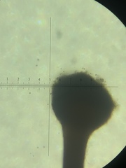 Chaenotheca brunneola