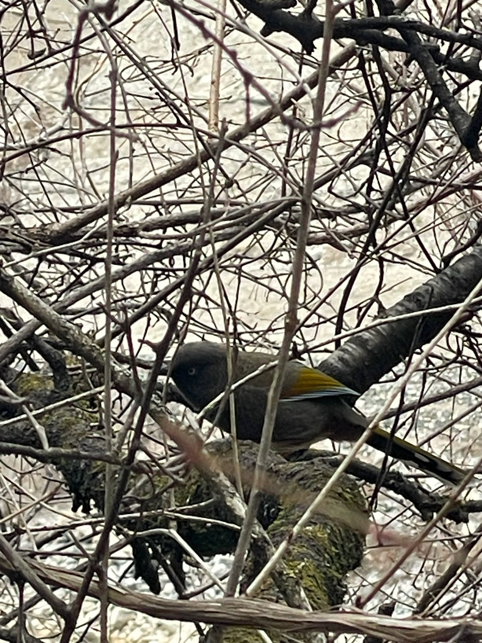 Elliot's Laughingthrush (Trochalopteron elliotii), photo 1