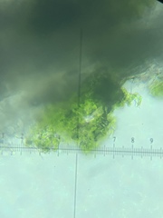 Chaenotheca brunneola