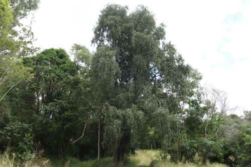 rose wattle (Acacia fasciculifera)