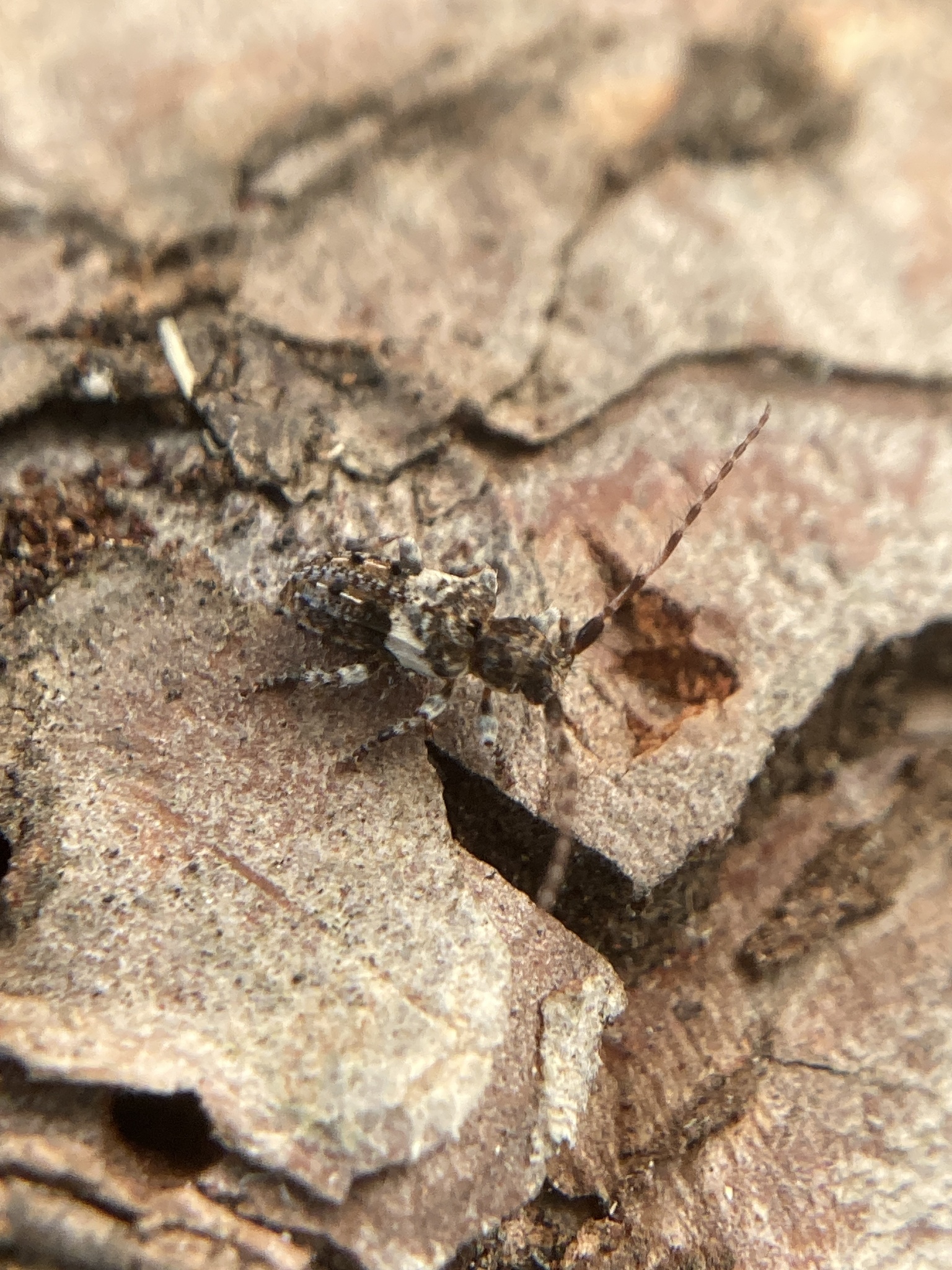 Pogonocherus fasciculatus
