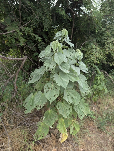 Fluted abutilon (Abutilon angulatum)