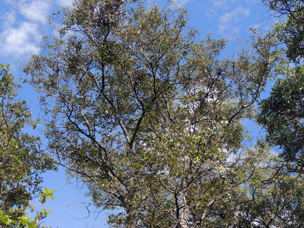 Round-Leaved Bloodwood (Pterocarpus rotundifolius)
