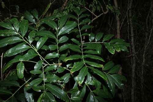 Blunt leaved Tulip (Harpullia hillii)