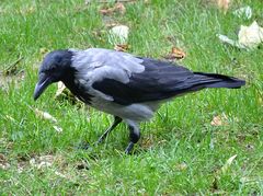 Corvus cornix