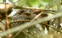 Batrachostomus moniliger