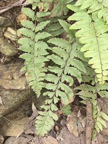 Polystichum pseudomakinoi iNat (2)