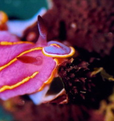 Aplysilla polyraphis