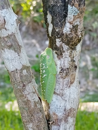 White-edged Tree Frog