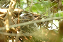 Batrachostomus moniliger