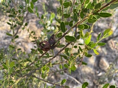 Acacia hispidula