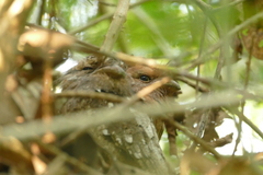 Batrachostomus moniliger