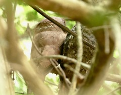 Batrachostomus moniliger