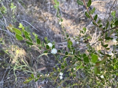 Acacia hispidula