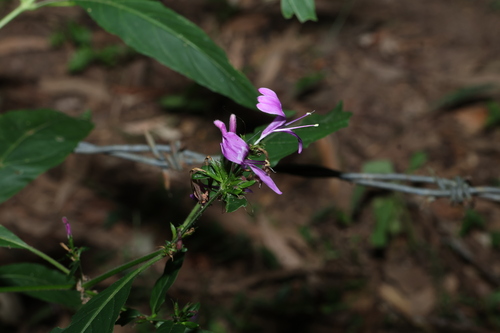Hypoestes floribunda (Hypoestes floribunda)