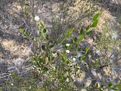 Acacia hispidula