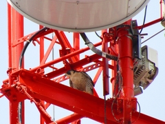 Falco peregrinus
