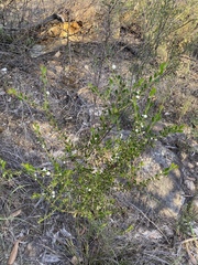 Acacia hispidula