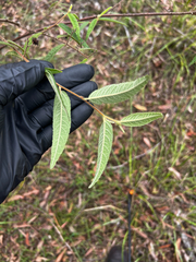 Commersonia dasyphylla, photograph (c) Lucas Christofides, some rights reserved (CC BY)