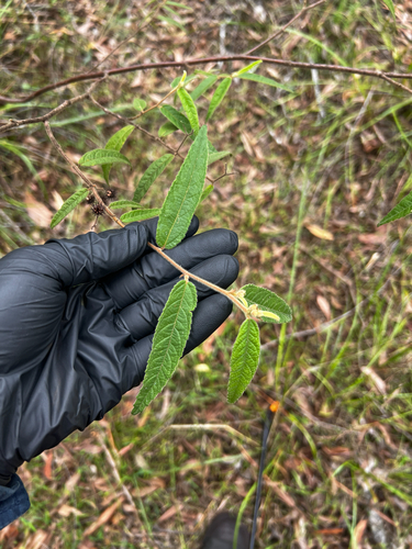 Commersonia dasyphylla, photograph 4