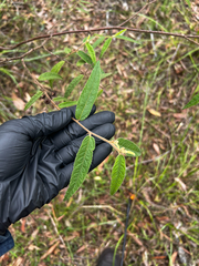 Commersonia dasyphylla, photograph (c) Lucas Christofides, some rights reserved (CC BY)