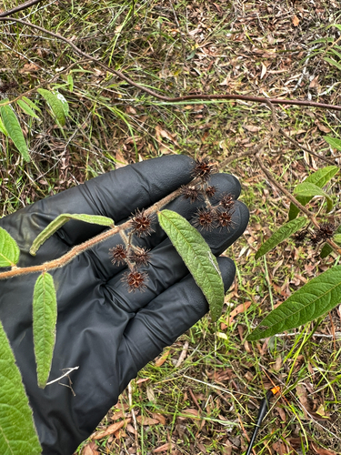 Kerrawang (Commersonia dasyphylla)