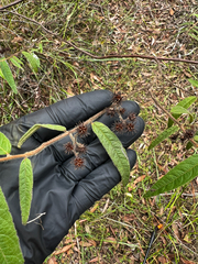 Commersonia dasyphylla, photograph (c) Lucas Christofides, some rights reserved (CC BY)