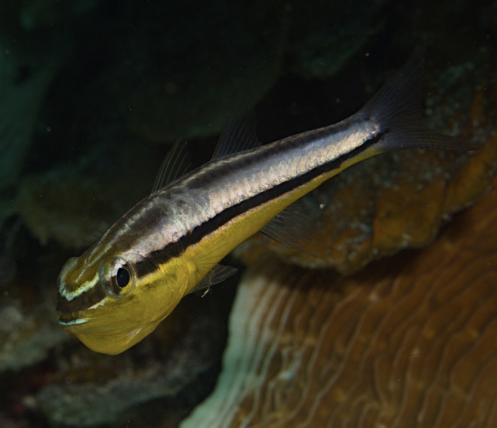 Banded toothy cardinalfish (Cheilodipterus zonatus) — Apogonidae