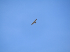 Falco peregrinus