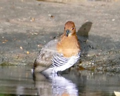 Rallina eurizonoides