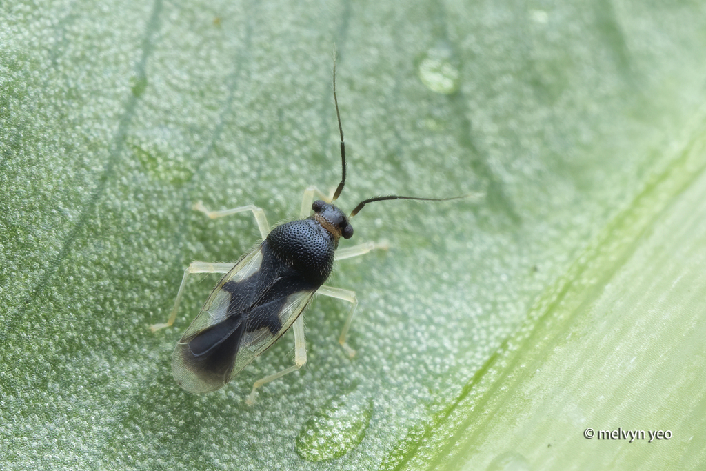 Ernestinus windsor