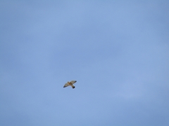 Falco peregrinus