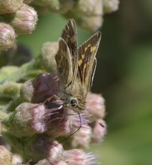 Polites subreticulata